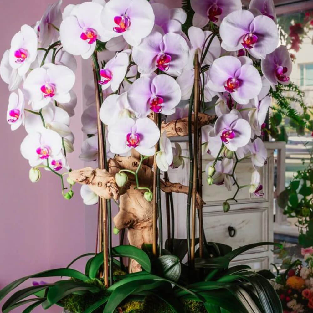 pink waterfall orchids