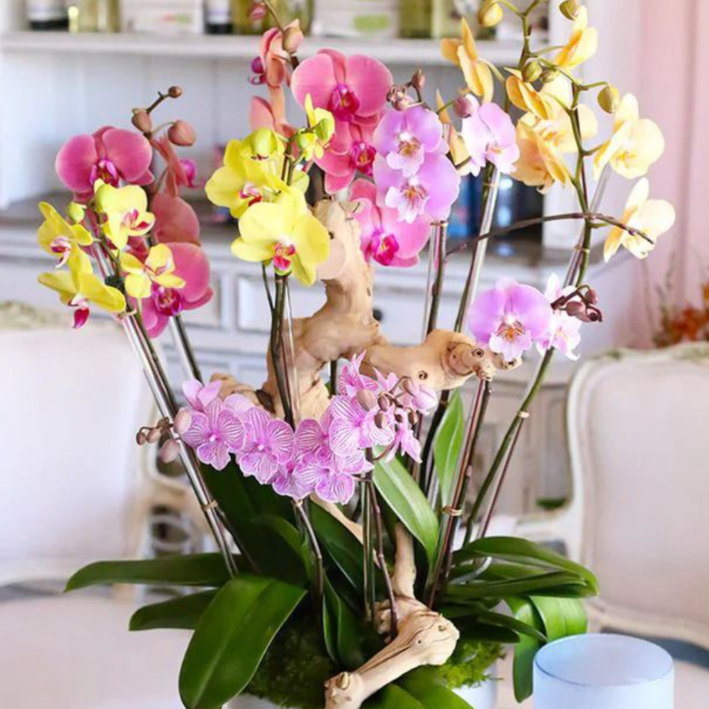 Rainbow Colors of Orchids