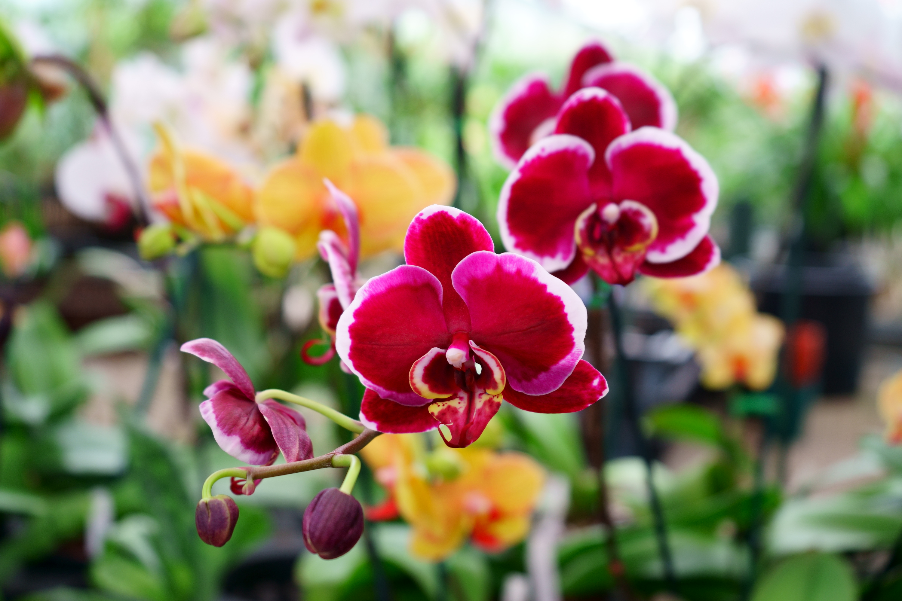 5 Best grow light for orchids