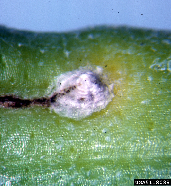 scale insect