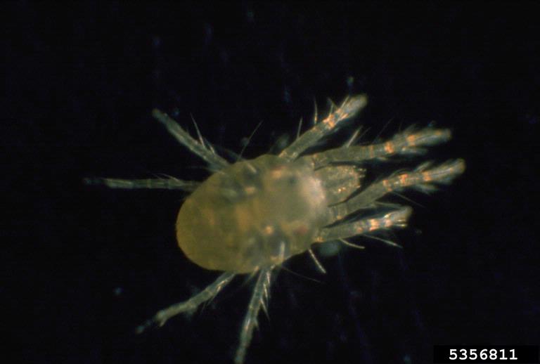 spider mite