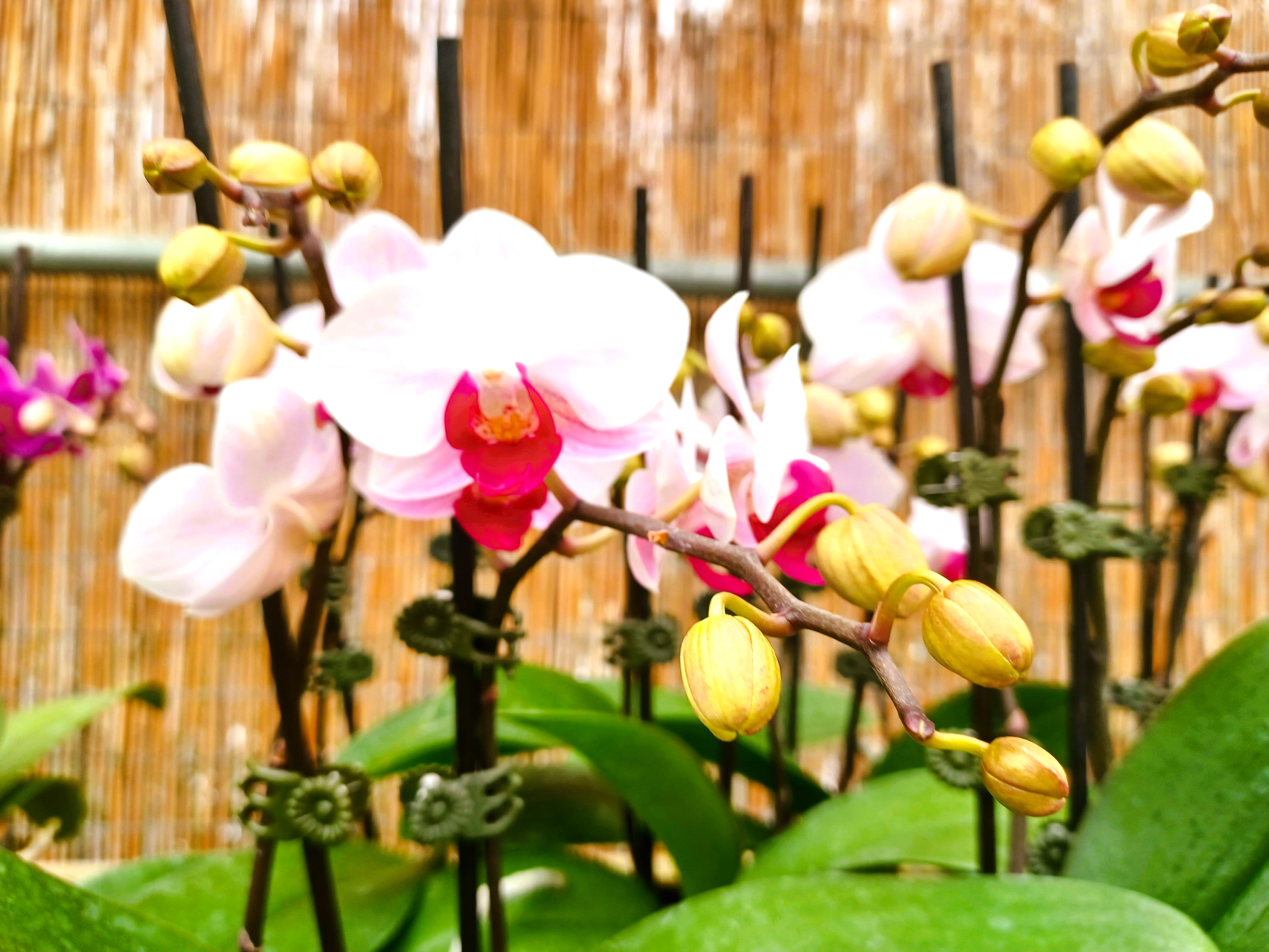 Do orchids rebloom