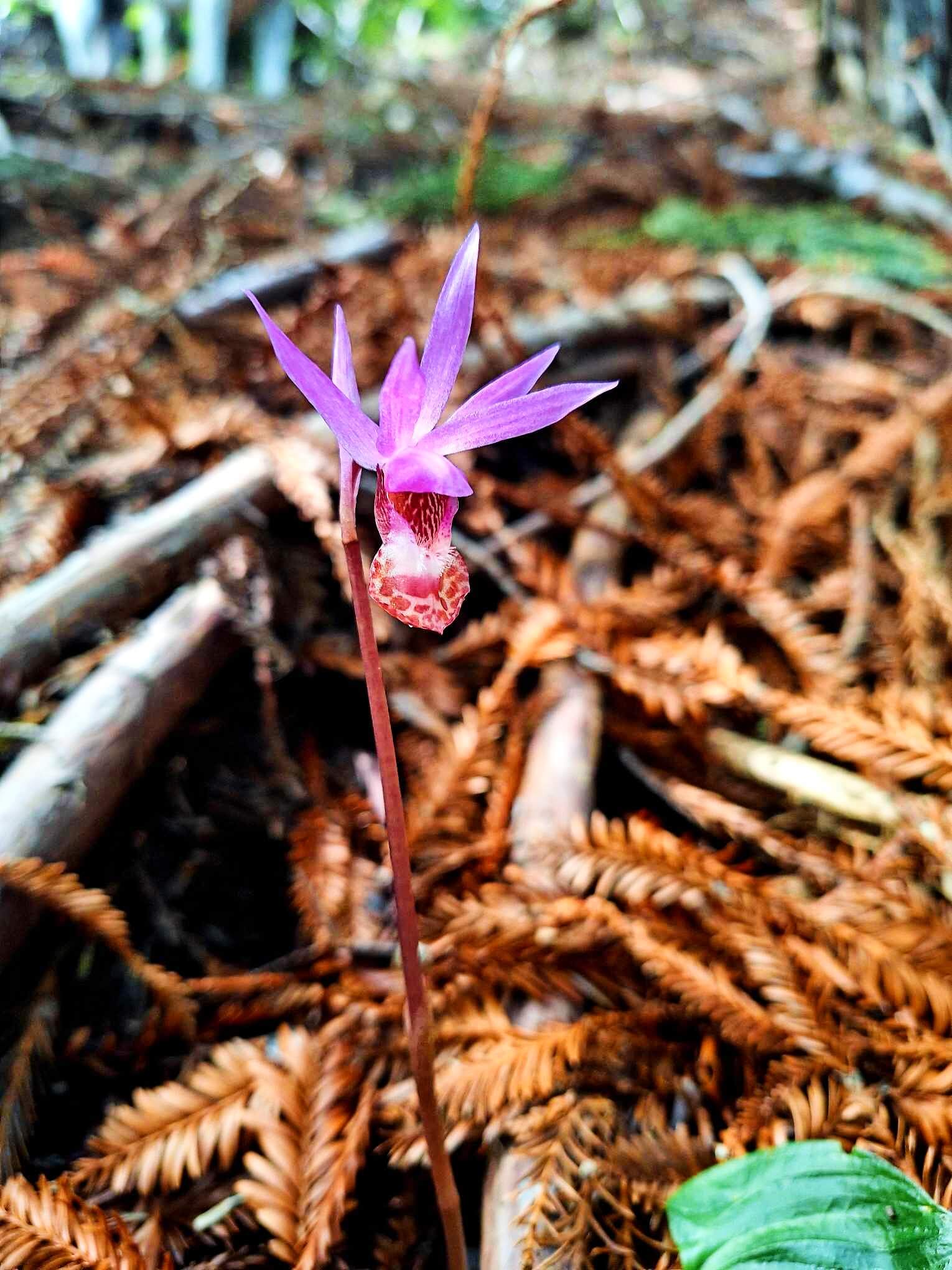 Wild California Woodland Orchid
