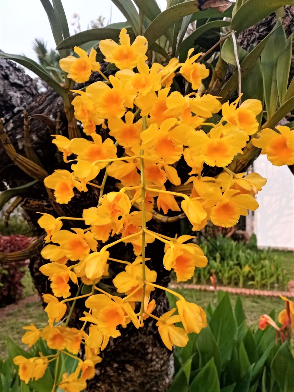 11 Best Pots for OrchidsTop Picks for Healthy Roots & Stunning Blooms