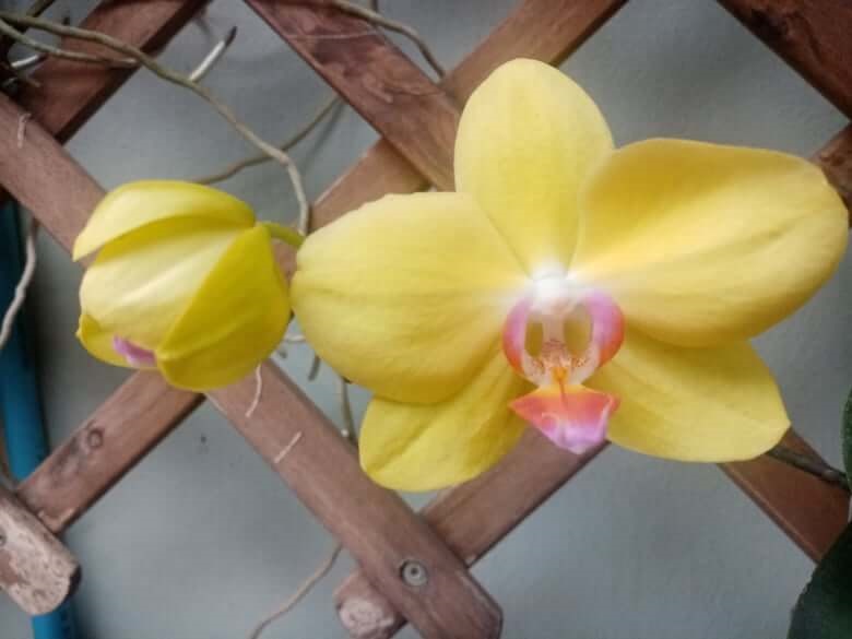 Orchids are different from other flowering plants. Learn how to grow orchids. 