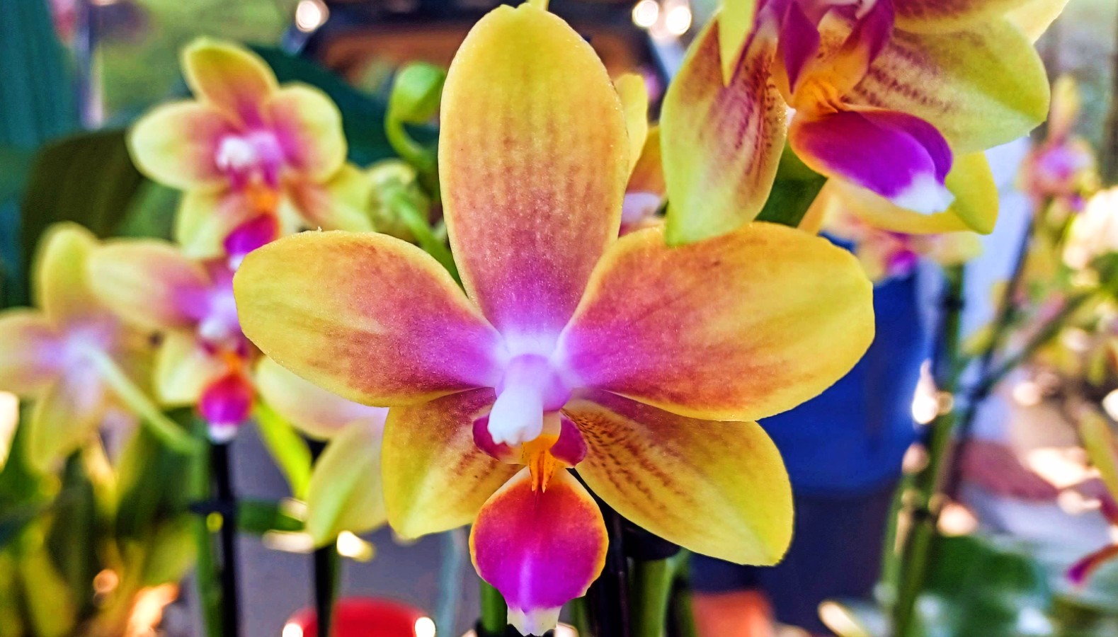 yellow orchid with red accents yellow orchid with red accents
